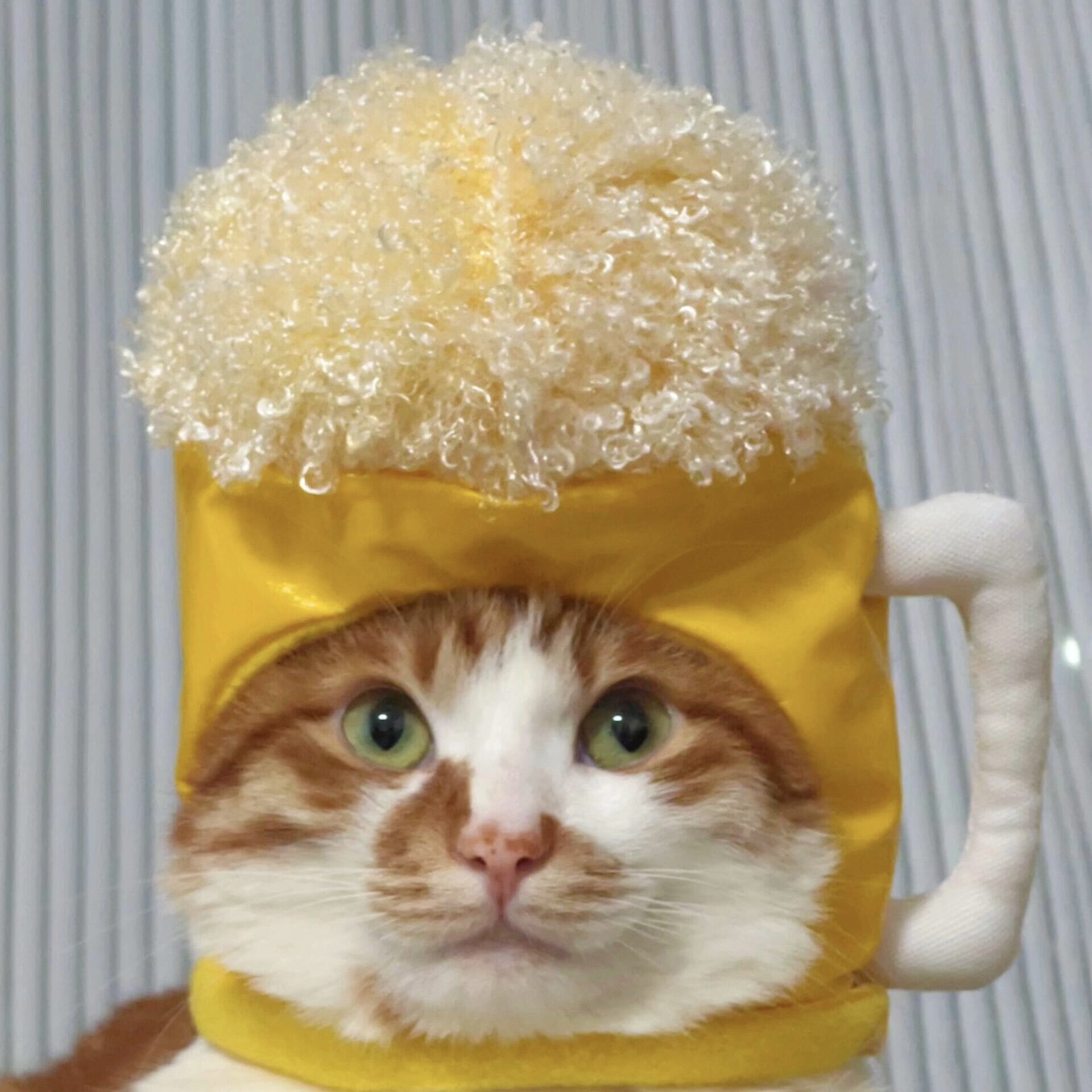 宠物帽子啤酒帽小狗猫猫头饰便便假发变身装头套狗狗生日派对装扮