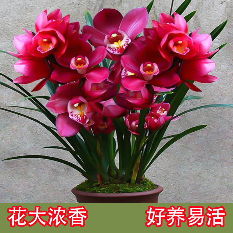 兰花苗浓香型大将军建蕙