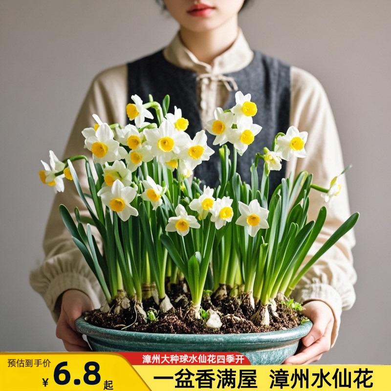 漳州水仙花种球盆栽中国洋