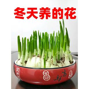 20个水仙花种球室内阳台桌面水培花卉洋水仙冬季水养的花盆栽植物