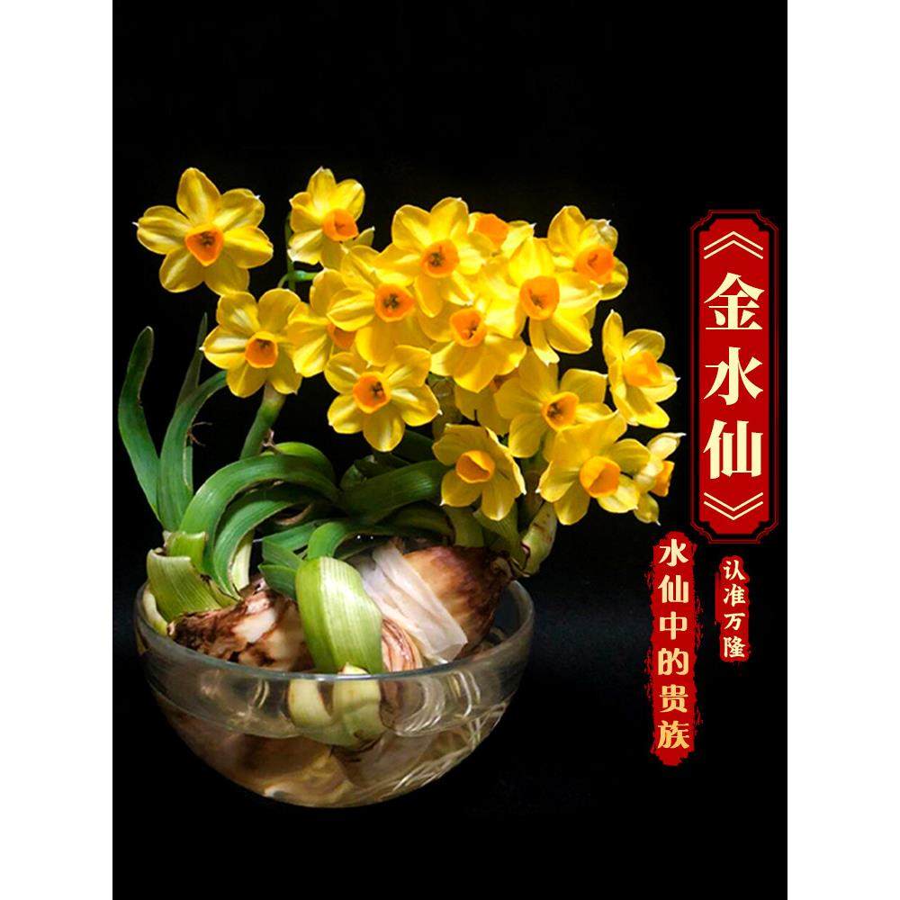 金水仙—水仙中的贵族 漳州黄金水仙花种球龙袍春天花卉种子盆栽,鲜花速递/花卉仿真/绿植园艺,绿植,淘宝优惠券,粉丝福利购,淘宝优惠卷