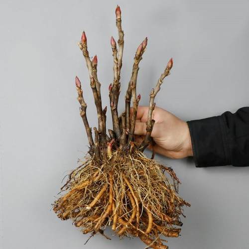 正宗牡丹花苗观赏植物室内