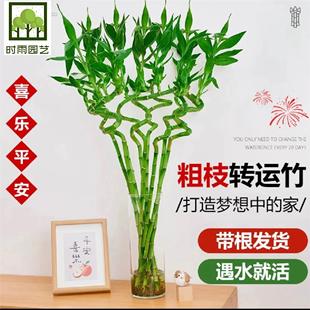 带根转运竹水竹富贵竹植物水养开运竹子盆栽客厅室内招财水培绿植