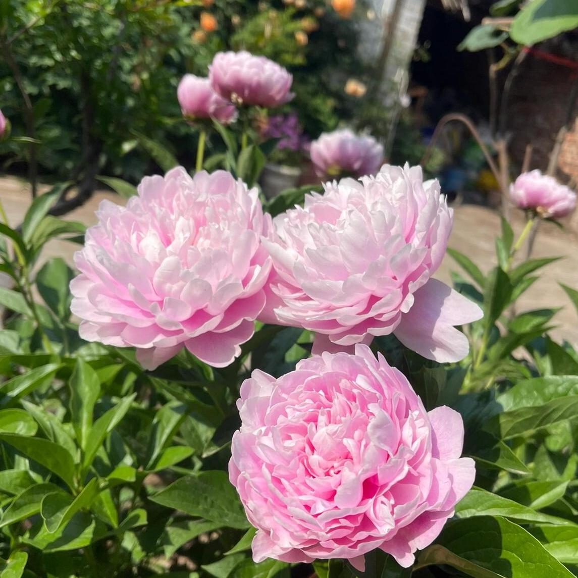 重瓣芍药花苗易活根块带芽