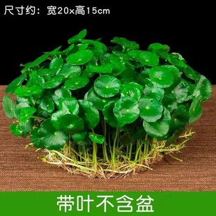 带叶铜钱草水培盆栽植物室内小绿植花卉水养金钱草籽水生四季 好养