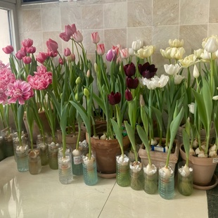 郁金香种球盆栽水培盆栽植物花卉种子耐寒阳台荷兰进口自然球室内