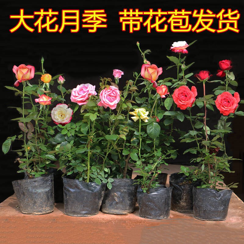 大花月季苗嫁接树玫瑰欧庭