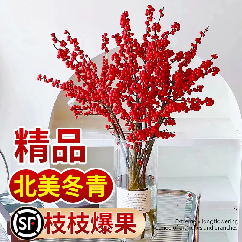 精品进口北美冬青鲜切枝水