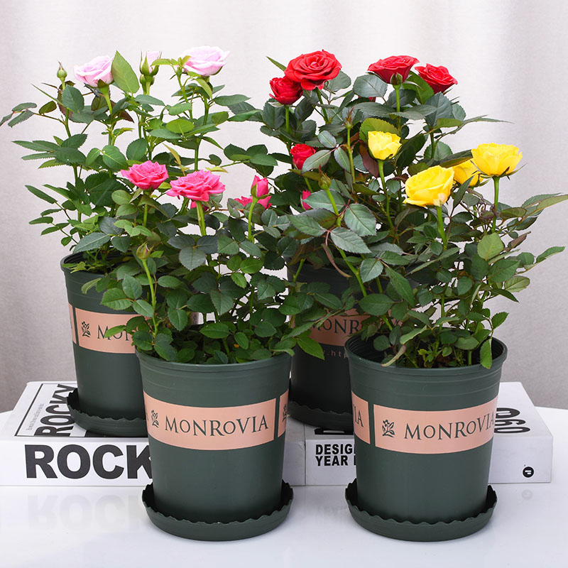 迷你玫瑰欧月钻石季蔷薇花