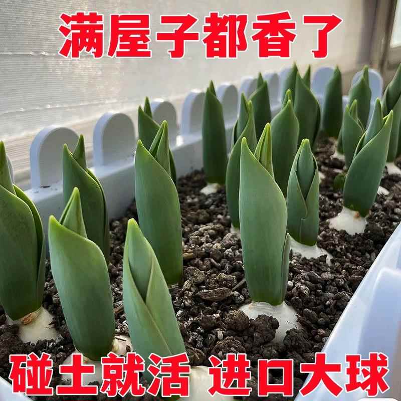 10颗进口郁金香种球水培盆