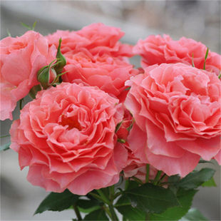 珊瑚果冻月季 好养花卉绿植树苗 花苗开花大玫瑰花室内阳台盆栽四季