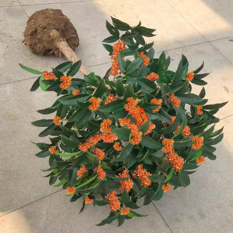 金桂花树苗盆栽嫁接四季室