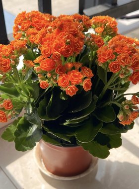 进口金狐狸长寿花重瓣大花精品带花苞盆栽过年花卉室内开花植物