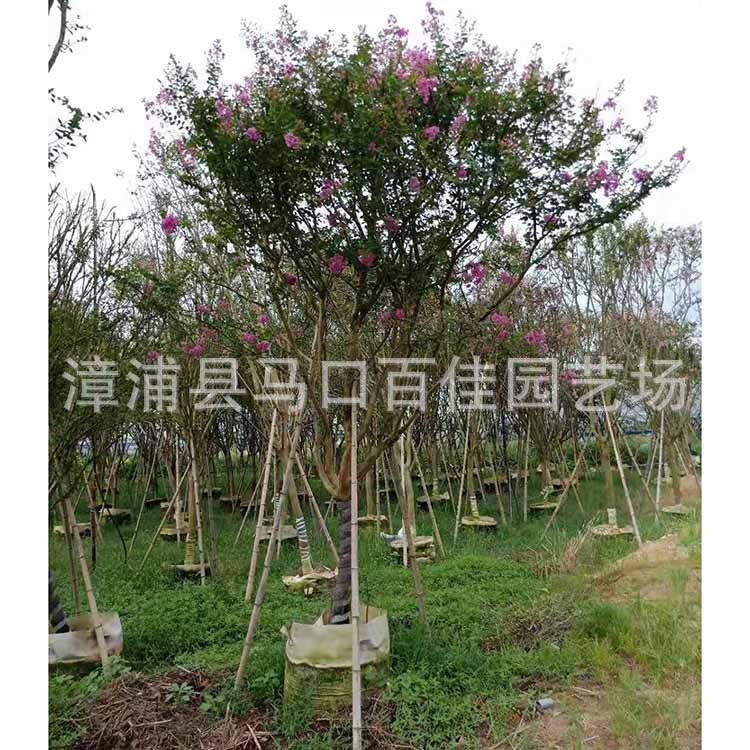 细叶紫薇移植苗 百佳园艺 胸径10cm 小叶紫薇