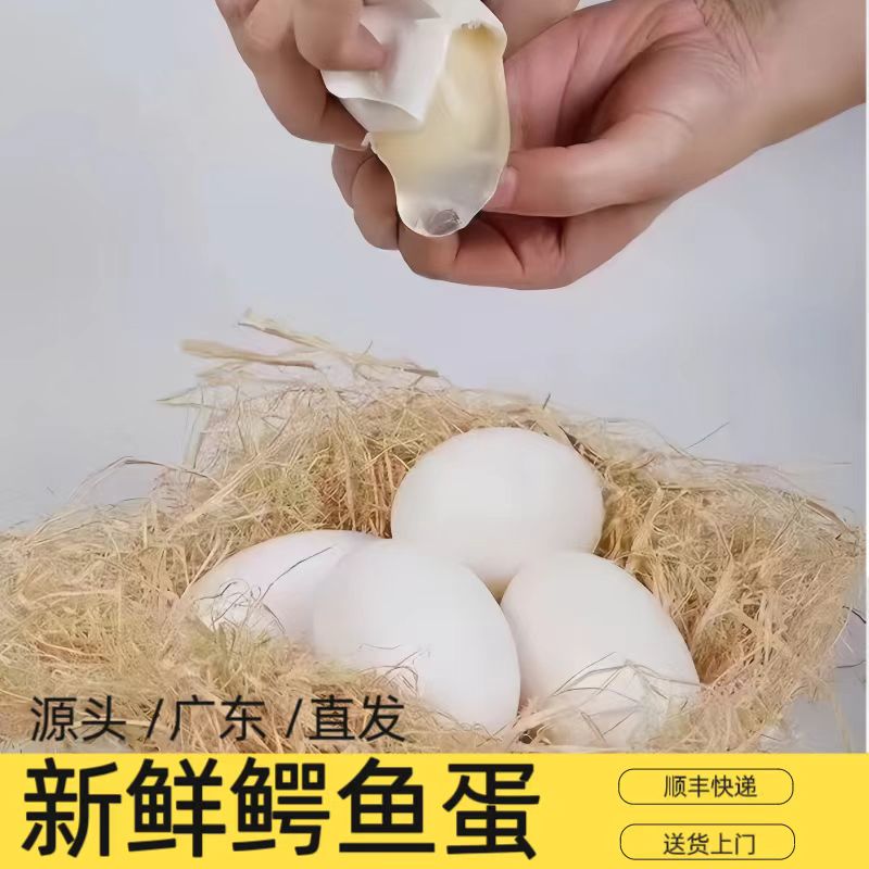 礼盒装 新鲜鳄鱼蛋 新鲜食用鳄鱼蛋 高营养宝宝孕妇辅食 顺丰包邮