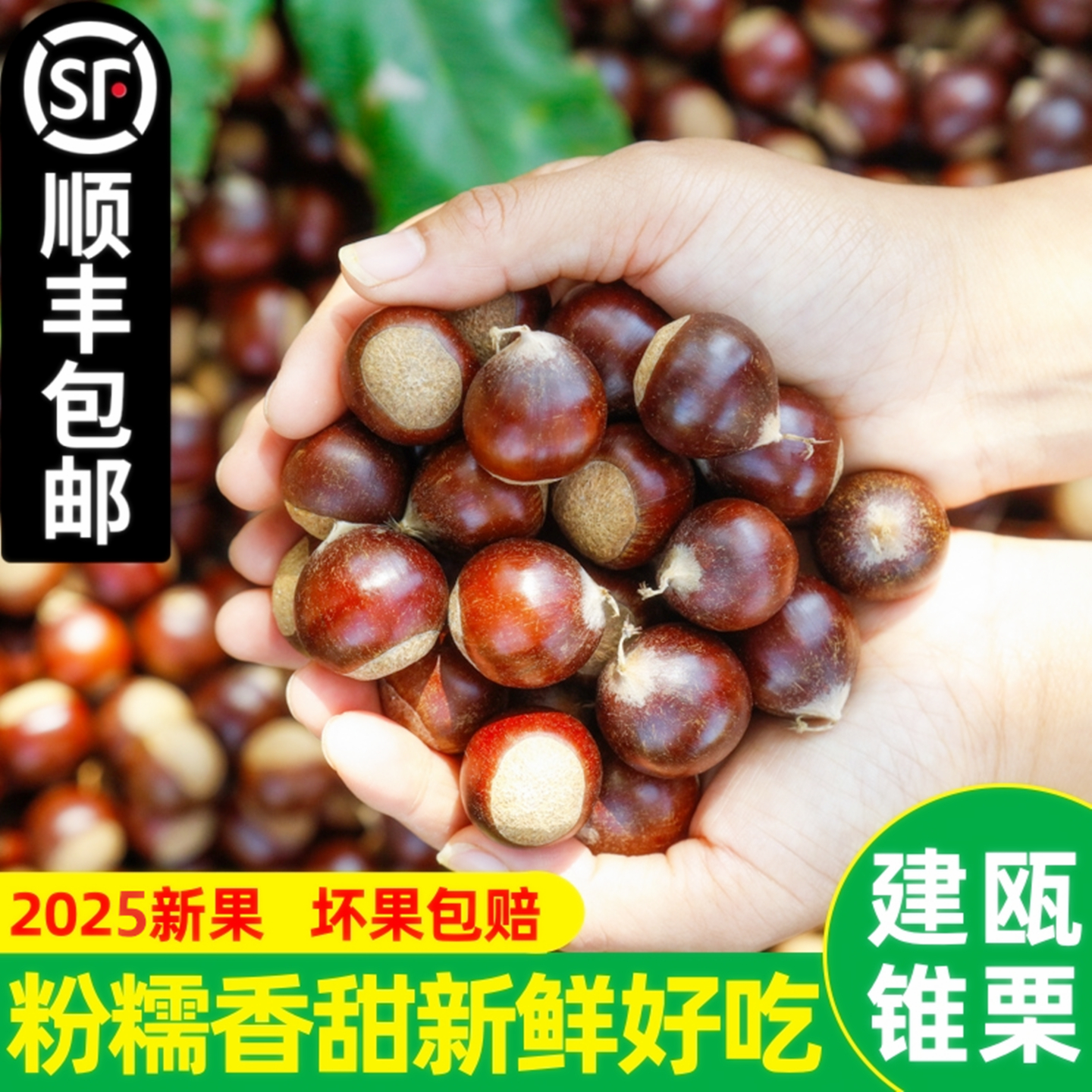 新鲜锥栗建瓯高山油栗5斤
