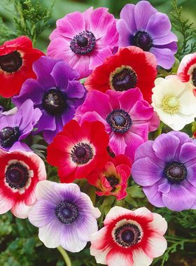 银莲花种球根重瓣阳台庭院秋冬季盆栽耐寒多年生宿根花卉子籽