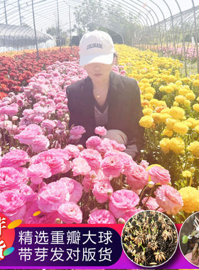 带芽洋牡丹重瓣种球芹叶牡丹多年生种子盆栽根苗庭院耐寒四季花卉