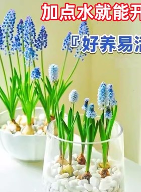 水培葡萄风信子种球室内水养套餐四季土培耐寒易活花卉盆栽郁金香