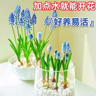 水培葡萄风信子种球室内水养套餐四季 土培耐寒易活花卉盆栽郁金香