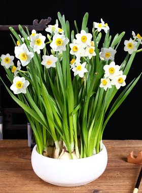 水仙花种球大号漳州水仙种球水养植物室内外冬季桌面水培盆栽耐寒