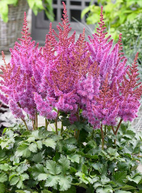 进口落新妇种球络新妇子树下林下耐阴花卉多年生耐寒庭院盆栽地载