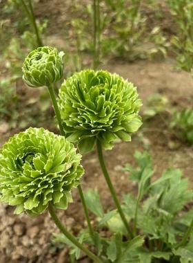 【带芽发货】绿花洋牡丹重瓣种球锦鲤系芹叶牡丹盆栽庭院耐寒四季