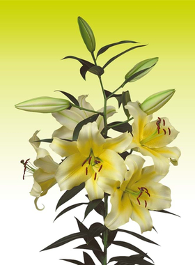 香水百合种球OT百合庭院阳台盆栽 conca d'or 木门