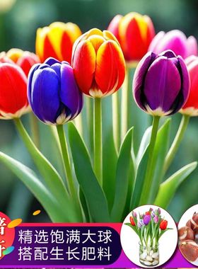 郁金香种球多年生耐寒植物进口种子阳台庭院园艺花卉水培种植盆栽