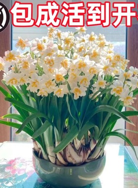 重瓣水仙花种球水养盆栽四季开花卉植物室内花绿植水培好养带花苞