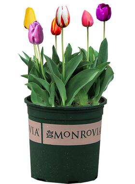 【带盆土栽好】郁金香带芽种球多年生种子阳台庭院花卉盆栽植物