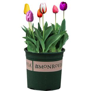 郁金香带芽种球多年生种子阳台庭院花卉盆栽植物 带盆土栽好