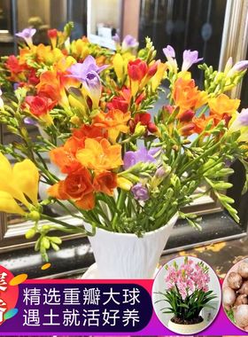 香雪兰种球批发小苍兰一斤装盆栽外花卉四季易种开花绿植物种子