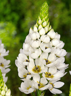 圣心百合种球虎眼万年青种子多年生草本球根花卉新手易养
