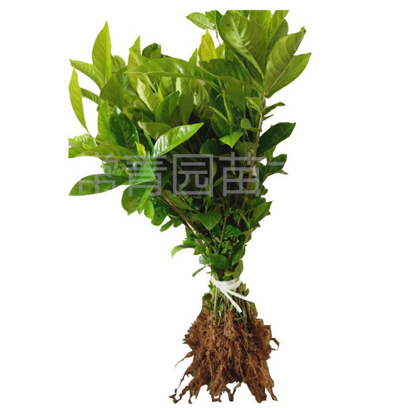 栀子花树苗盆栽四季绿植阳台大叶小叶牡丹桅子花室外庭院枝枝花