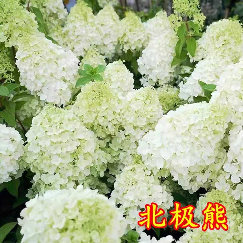 圆锥绣球大花耐热耐寒庭院植物盆栽地栽香草草莓石灰灯夏日美人