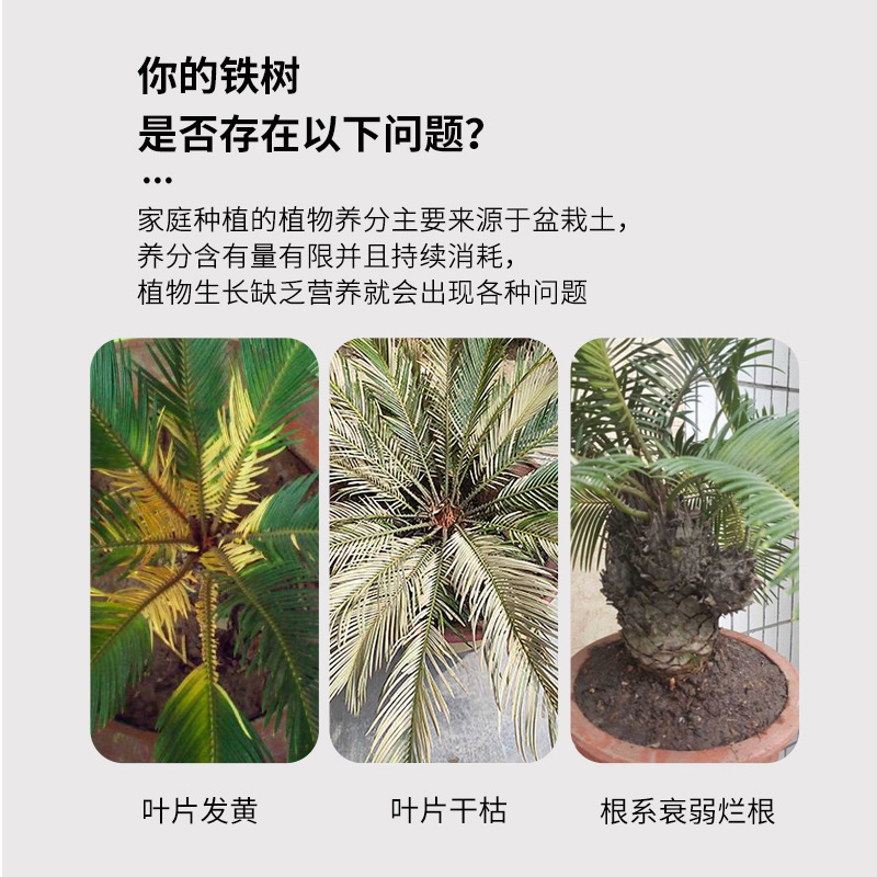 铁树专用肥料有机肥盆栽防治黄叶补充营养龙血树玉树榕树颗粒肥