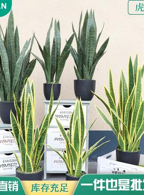 仿真虎皮兰绿色植物绿植黄边盆栽人造假植物黄边虎皮兰