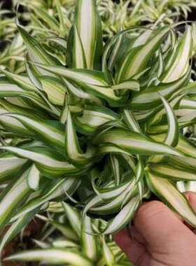 新品赵小姐【汉白玉金心吊兰F】白叶白心吊兰垂吊植物