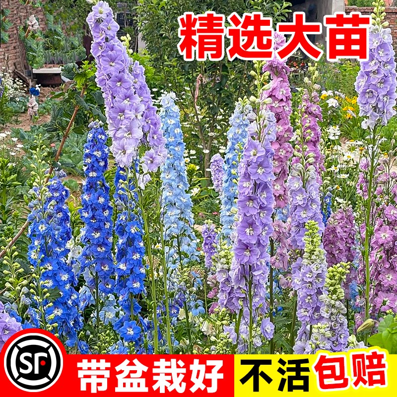 极速大花飞燕草花苗n盆栽重瓣大苗花卉植物阳台室外四季好养活耐