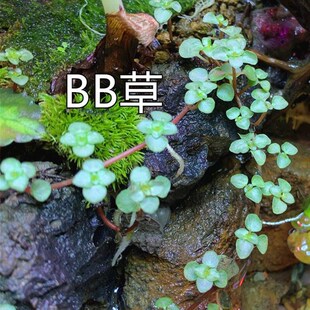 新品迷你小叶霹雳雨林缸水陆缸植物微景H观生态缸造景BB草霹雳攀
