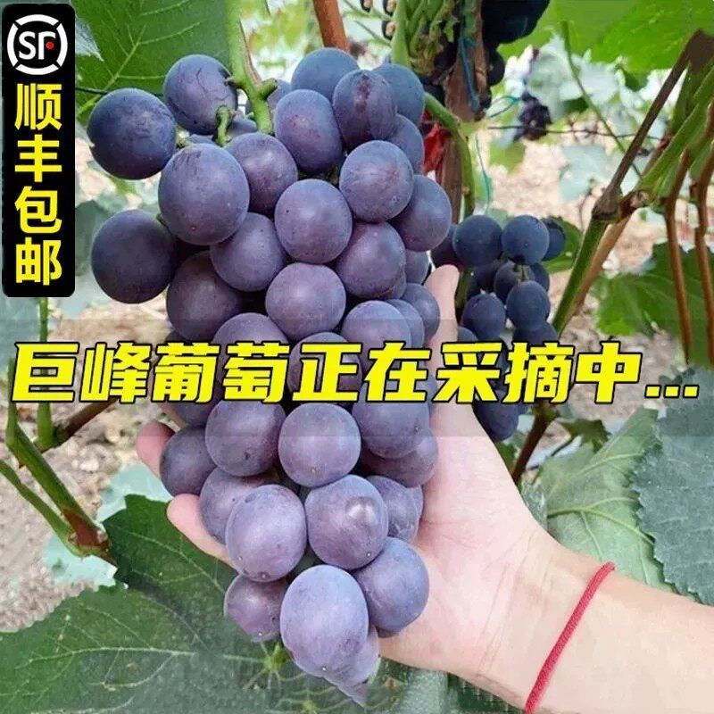 【京东/顺丰送货上门】当天采摘东北巨峰葡萄新鲜当季水果整串
