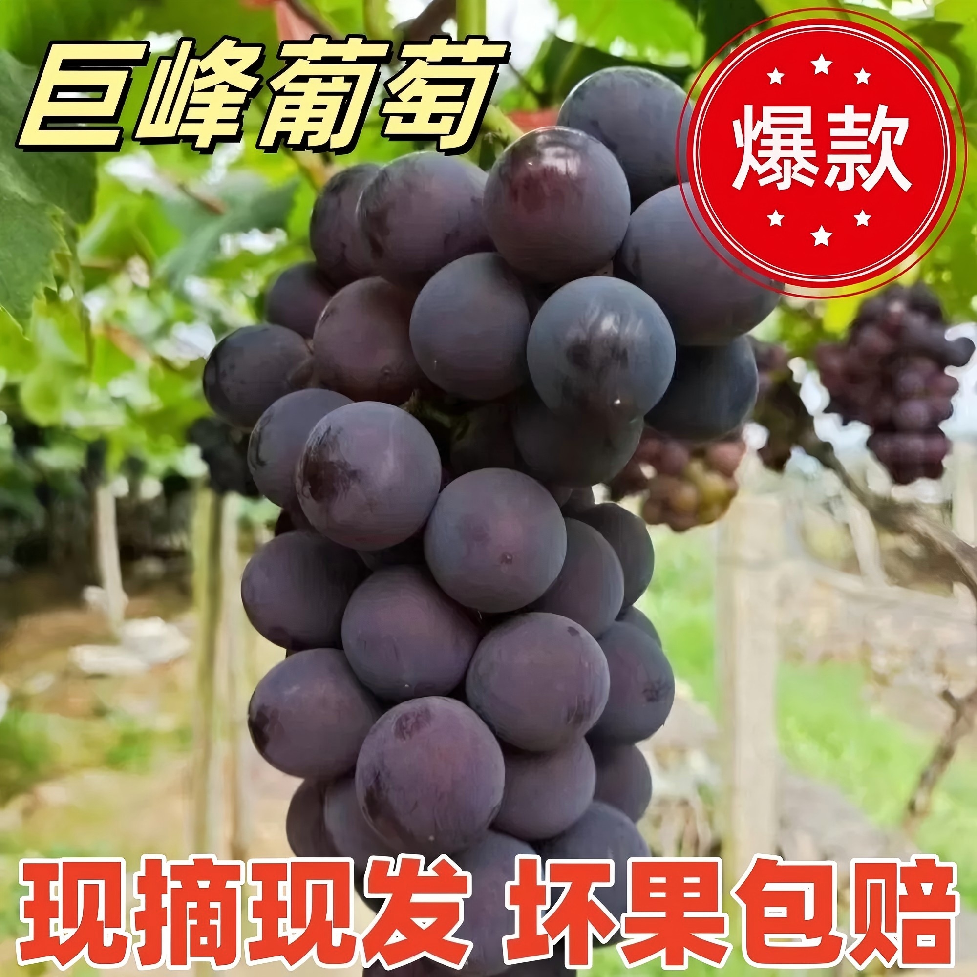 【顺丰送货上门】当天采摘东北巨峰葡萄新鲜当季水果整串发货辽峰