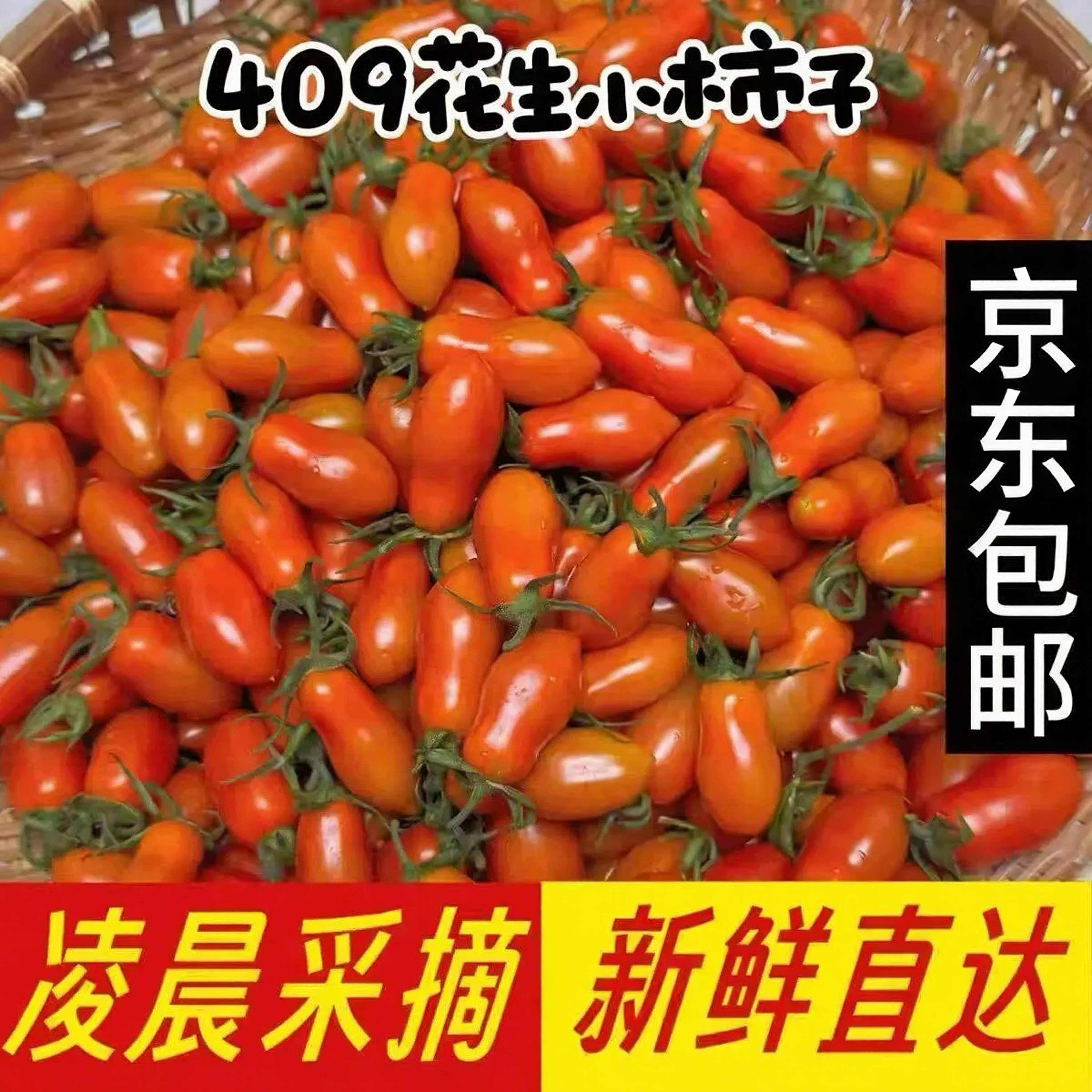正宗409花生小柿子新鲜采摘自然成熟酸甜多汁409小柿子千禧小番茄