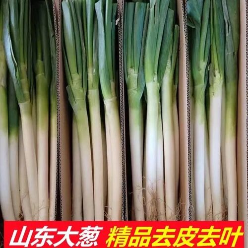 2026年精品山东正宗大葱新鲜农家蔬菜去老皮去半叶现发现挖批发