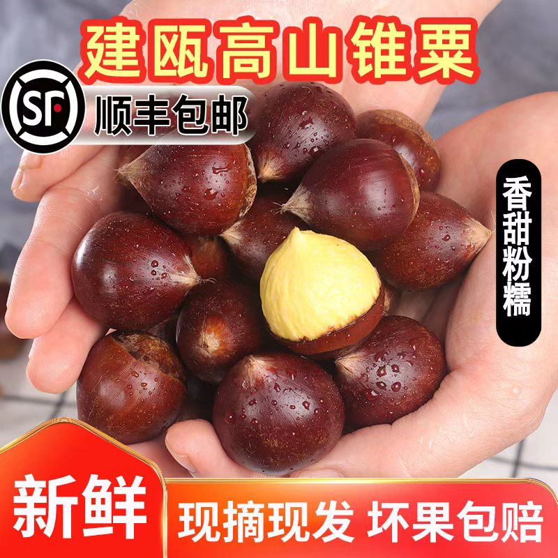 头茬福建建瓯锥栗子圆形栗子