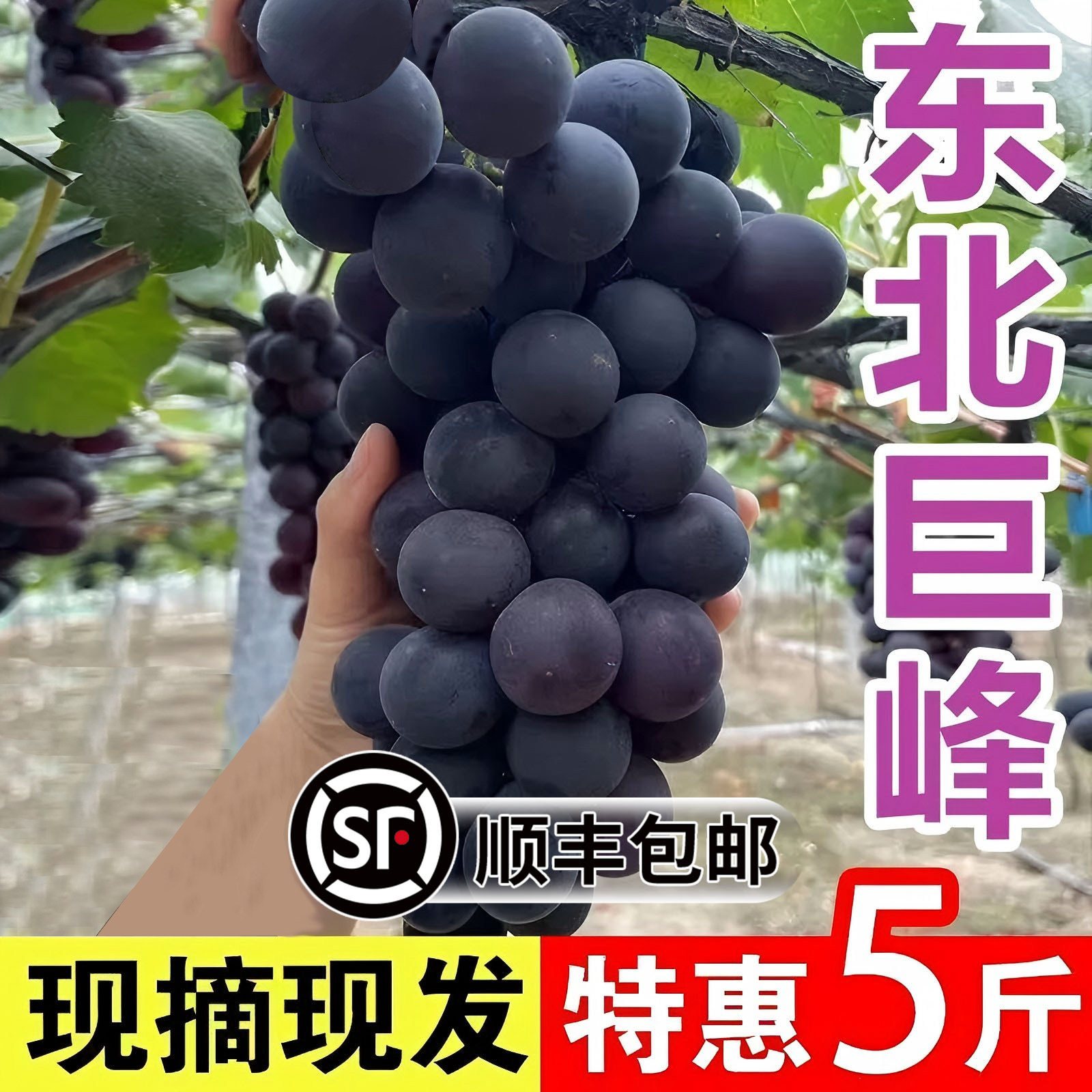 【整串发货】东北巨峰葡萄新鲜当季水果现摘整串发货辽宁葡萄