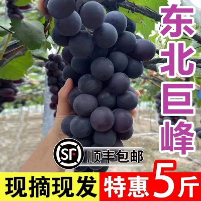 【整串发货】东北巨峰葡萄新鲜当季水果现摘整串发货辽宁葡萄