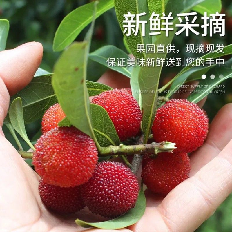 2026年杨梅新鲜现摘小杨梅贵州野生山杨梅酸梅孕妇水果泡酒鲜果