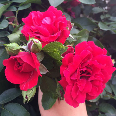 新品多花蔷薇花苗三季红鲁硕红蔷薇特大苗藤本月季庭院爬藤攀援花